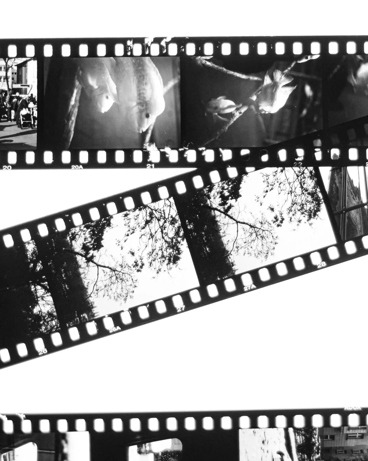 Can You Develop a Film Roll That Is Decades Old? – Berlin Photo Studio