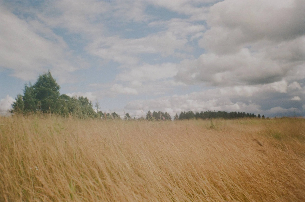 Olympus Trip MD3 – analogue camera gallery view 4 of 5