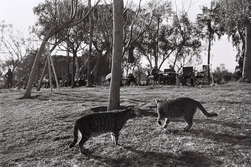 Yashica MF-2 超级 DX – 35mm 胶片相机 – 模拟相机图库第7张，共7张
