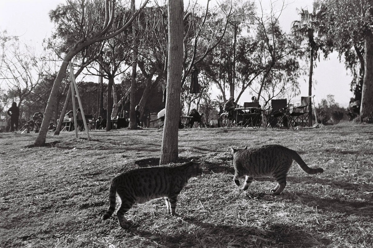 Yashica MF-2 超级 DX – 35mm 胶片相机 – 模拟相机图库第7张，共7张