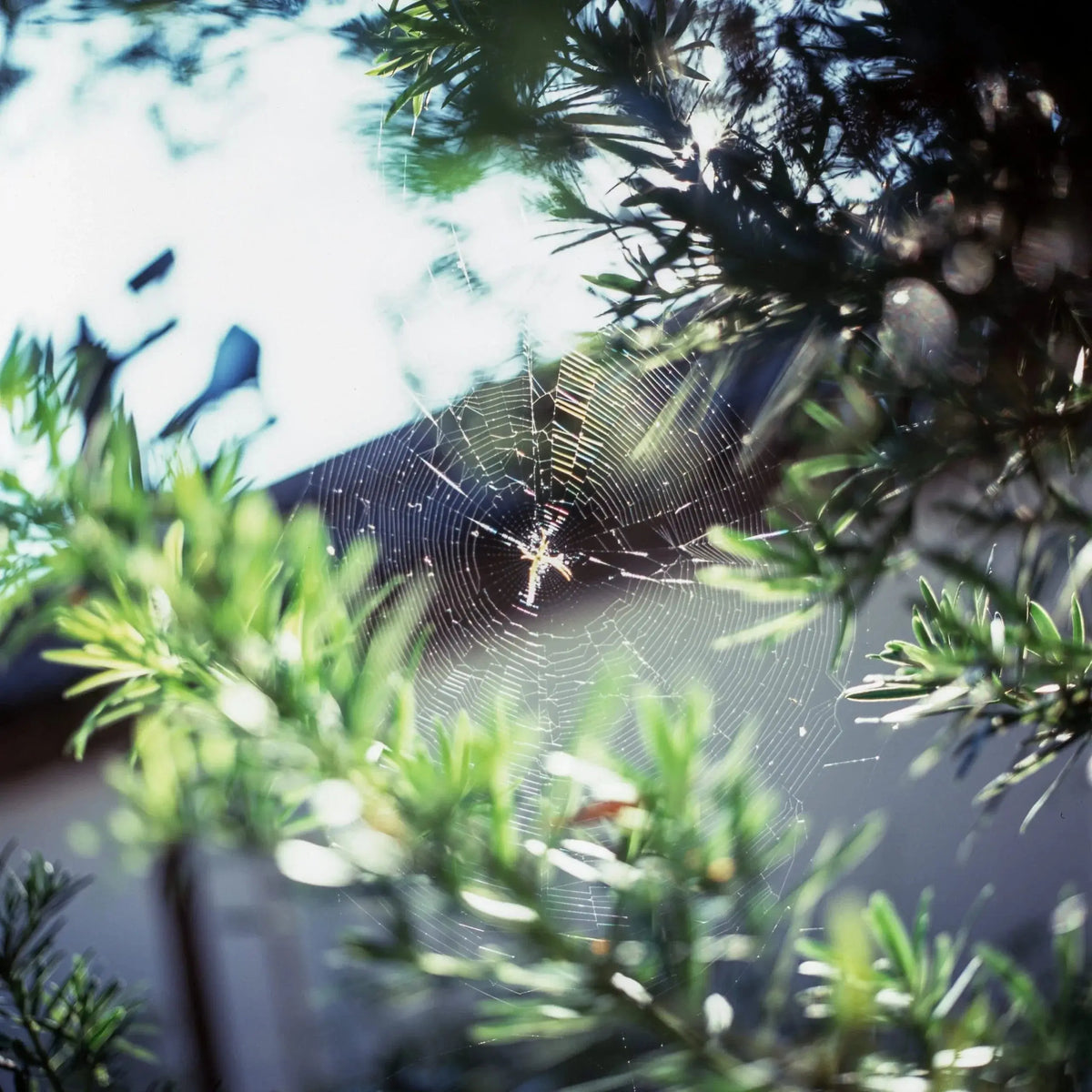 ⁠晨露之网 - Web in the Morning Light by Mengfan Yang - Photo Studio Berlin