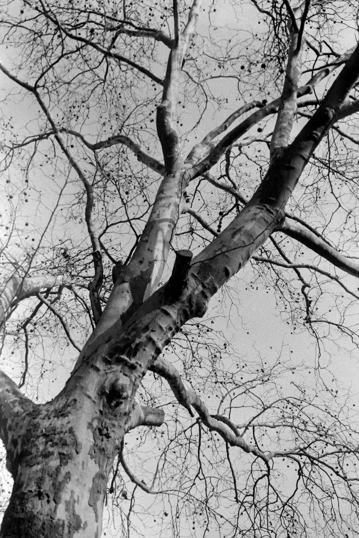 BW / Double-X 5222 250D - 135/36 - Photo Studio Berlin